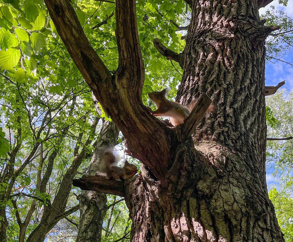 Photograph by Николай Тышкунов