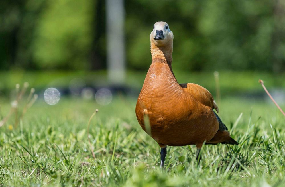 Photograph by Сергей Чупахин