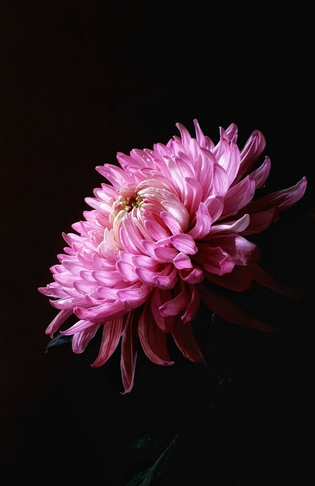 Chrysanthemum