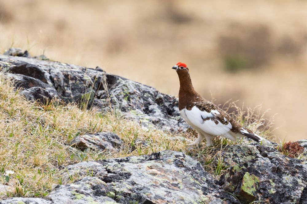 Willow Ptarmigan