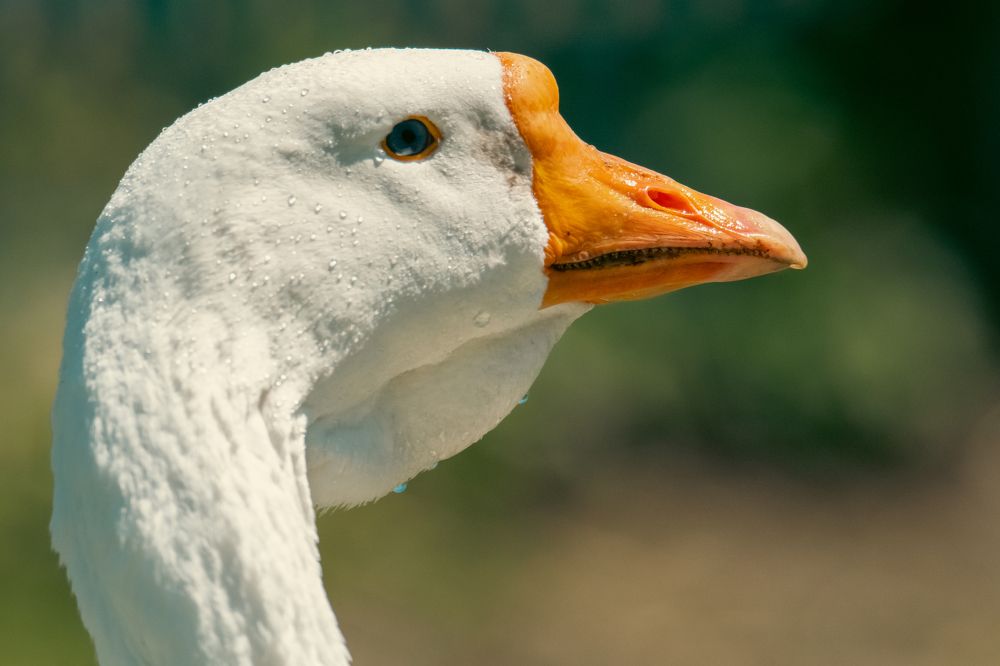 Photograph by Юлия Тельпова