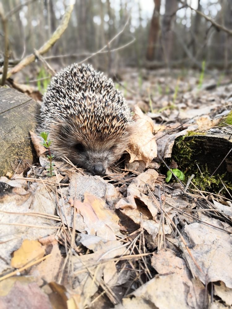 Photograph by Алена Полетаева