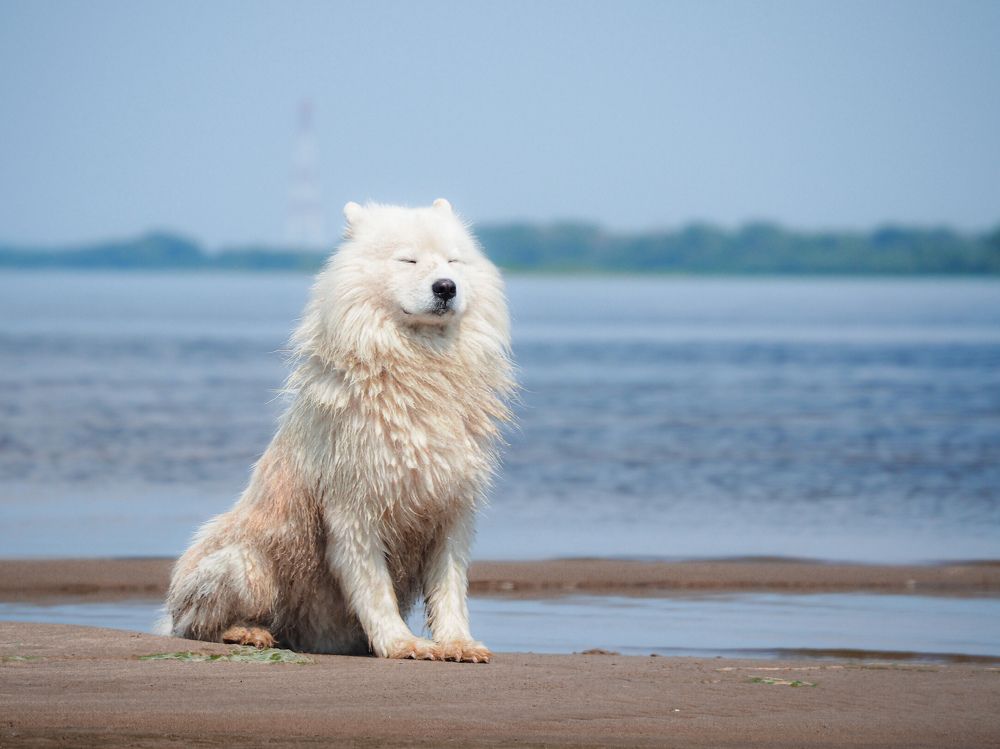 Photograph by Светлана Шибаршина