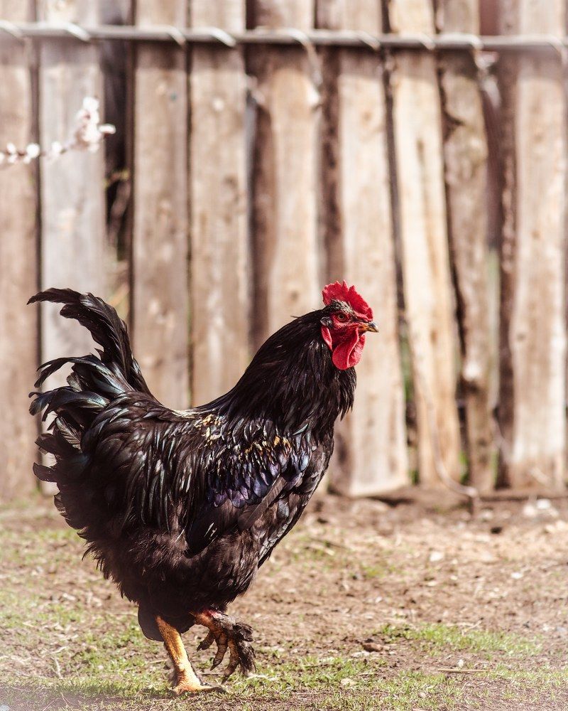 Photograph by Светлана Шибаршина