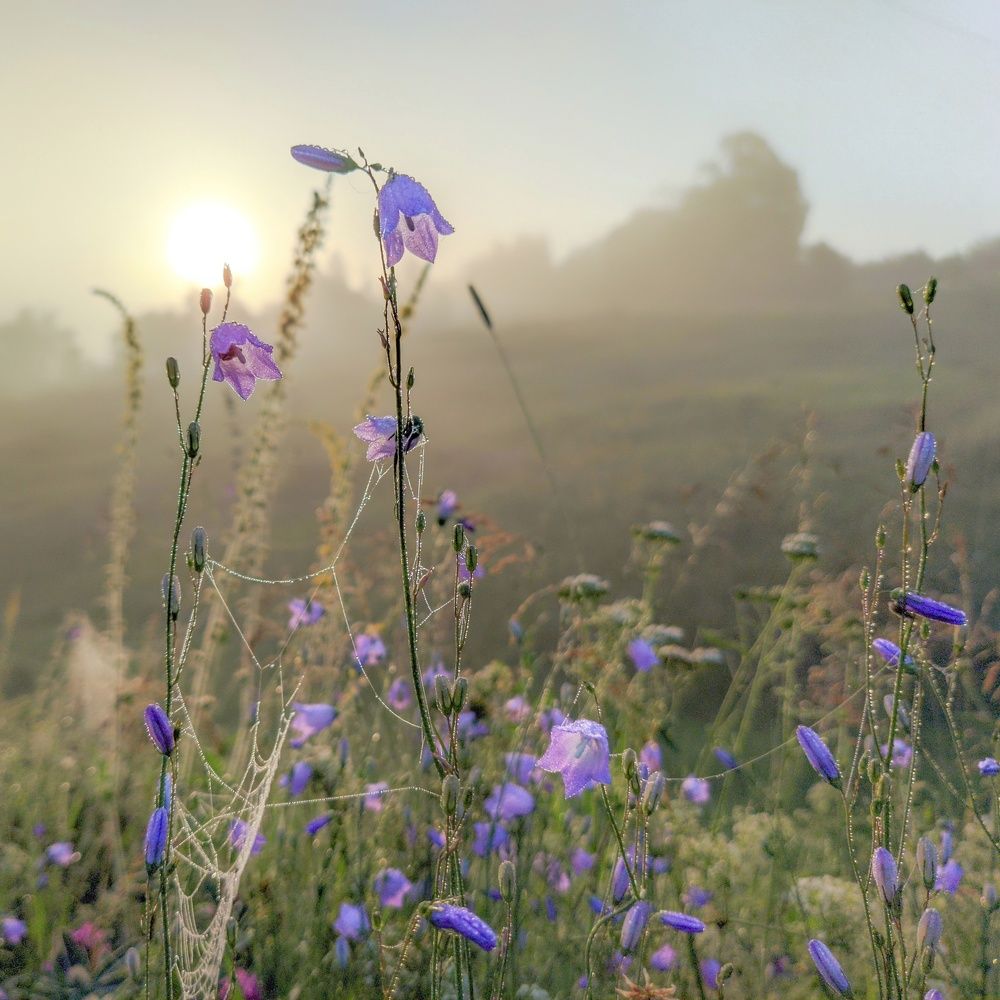 Photograph by Светлана Кондрашова