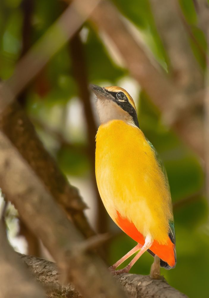 Фотография автора Ishan Vora