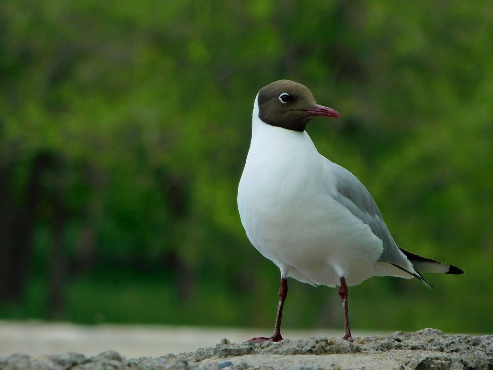 Photograph by Сергей Чеченов