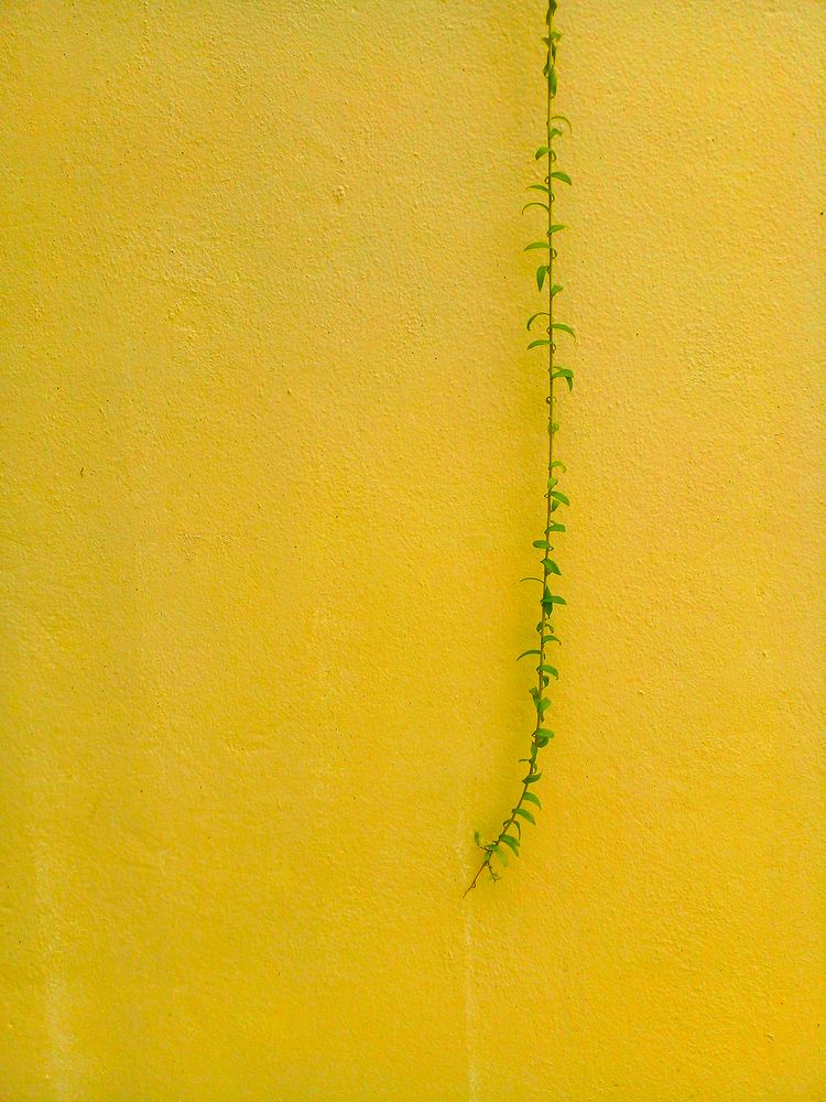 Фотография автора Laddu Sasindu Pramuditha De Silva