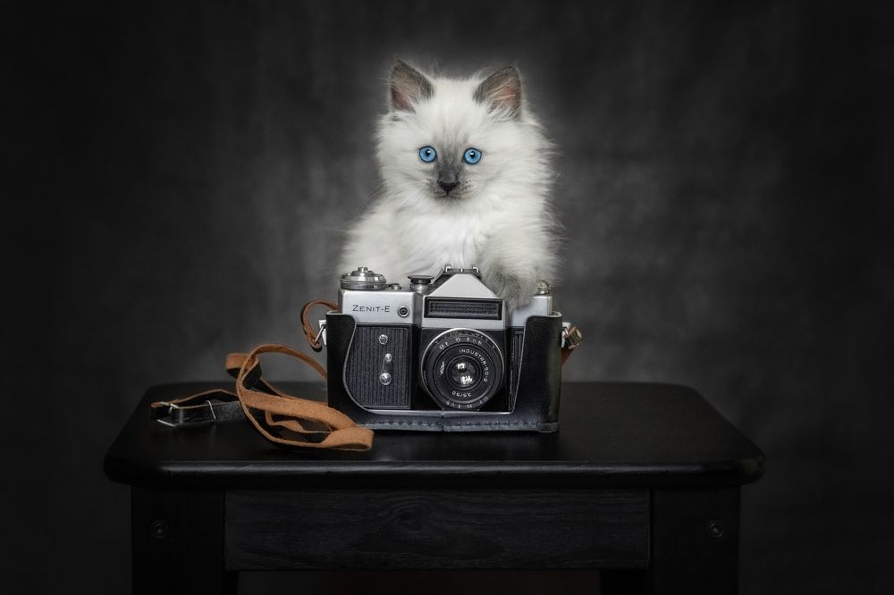 Улыбочку, сейчас вылетит птичка!