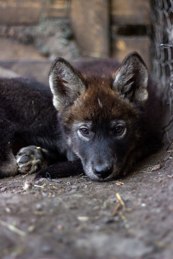 Photograph by Сергей Григоров