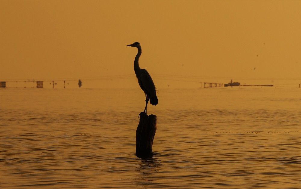 Photograph by Nirmalya Chakraborty