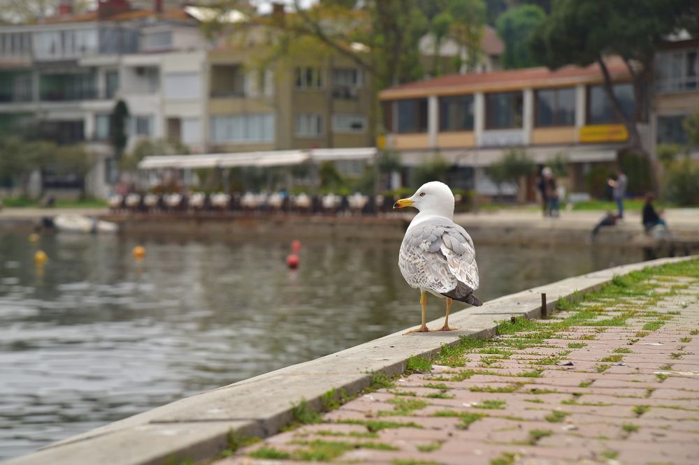 Photograph by MohammadReza Mrd