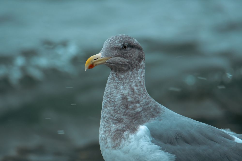 Photograph by Юлия Тельпова