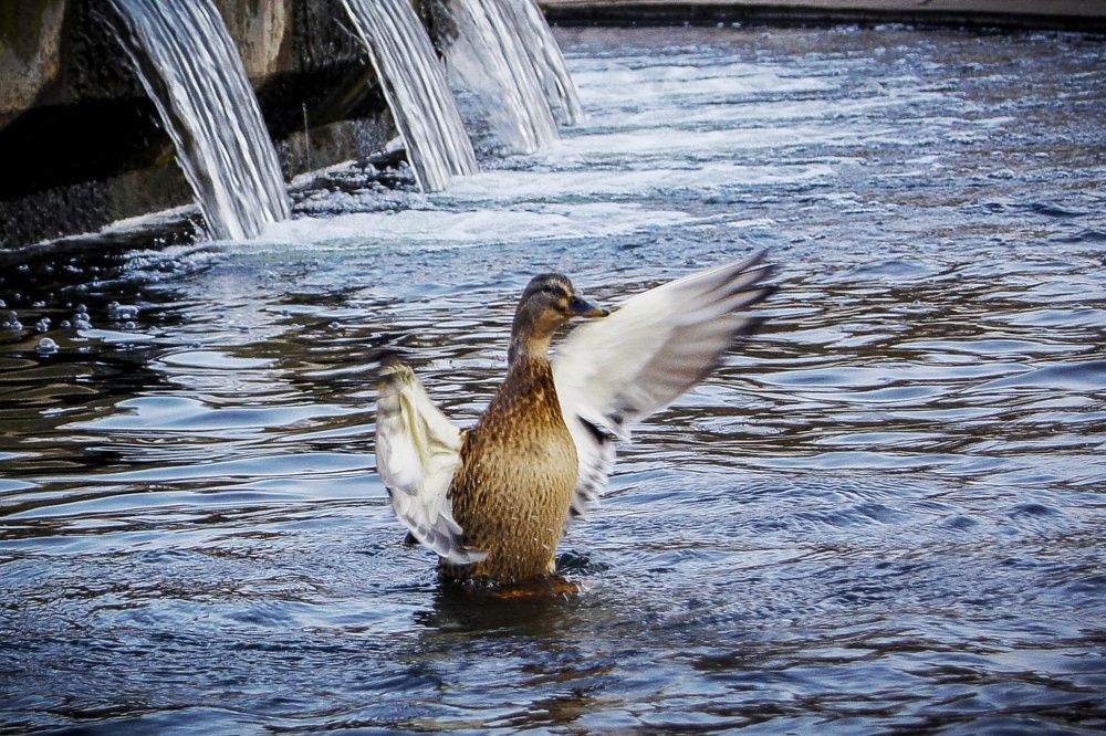 Фотография автора Елена Ерешко