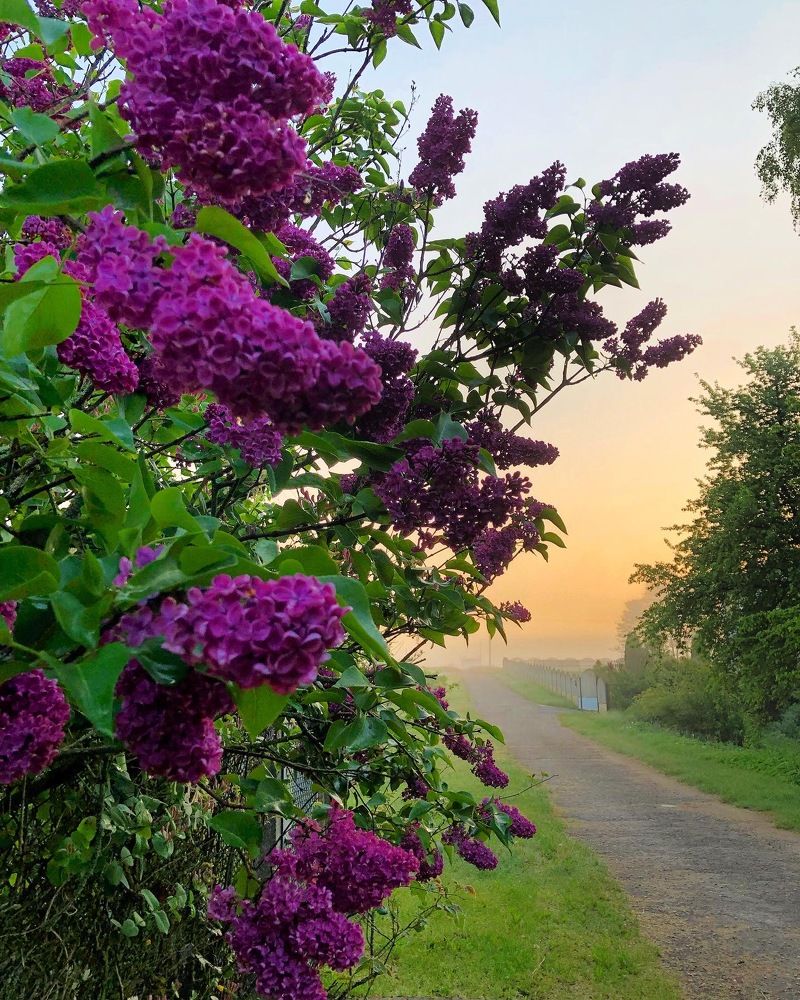 Photograph by Лариса Акинчиц