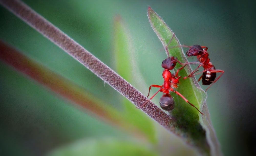 Photograph by Marzieh Najari