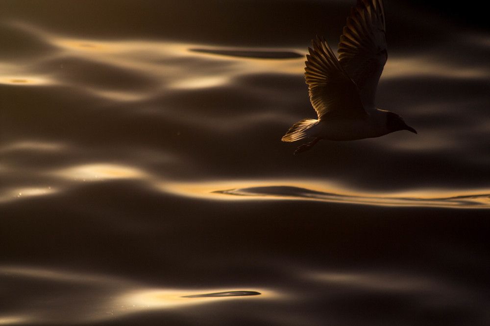 Photograph by Антон