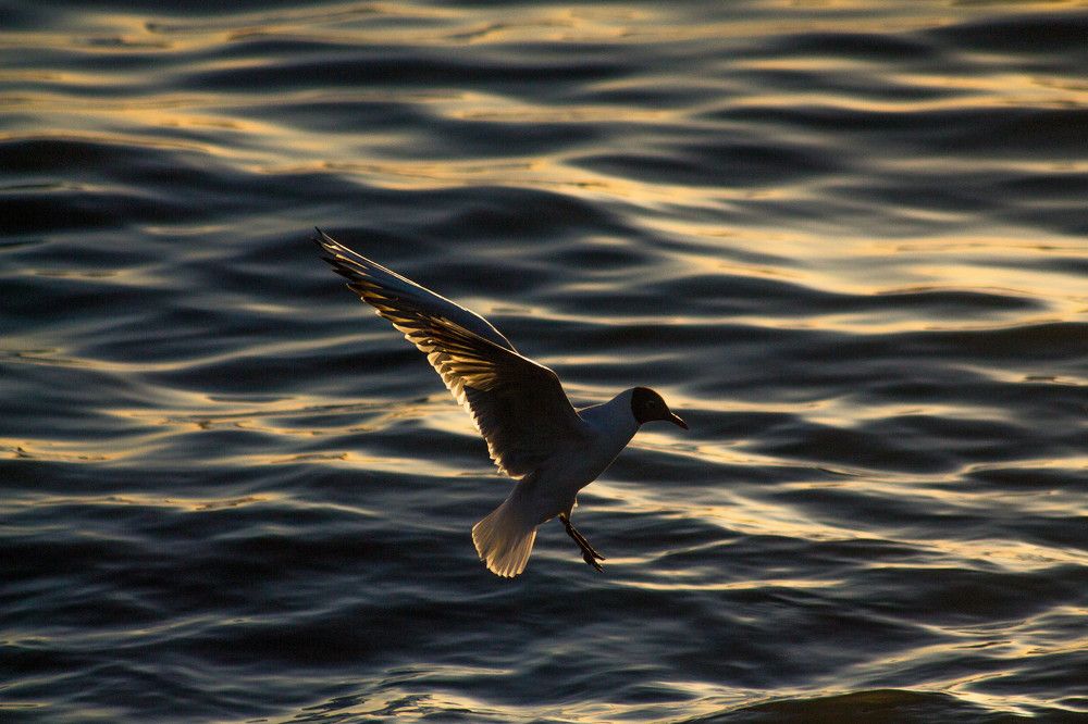 Photograph by Антон