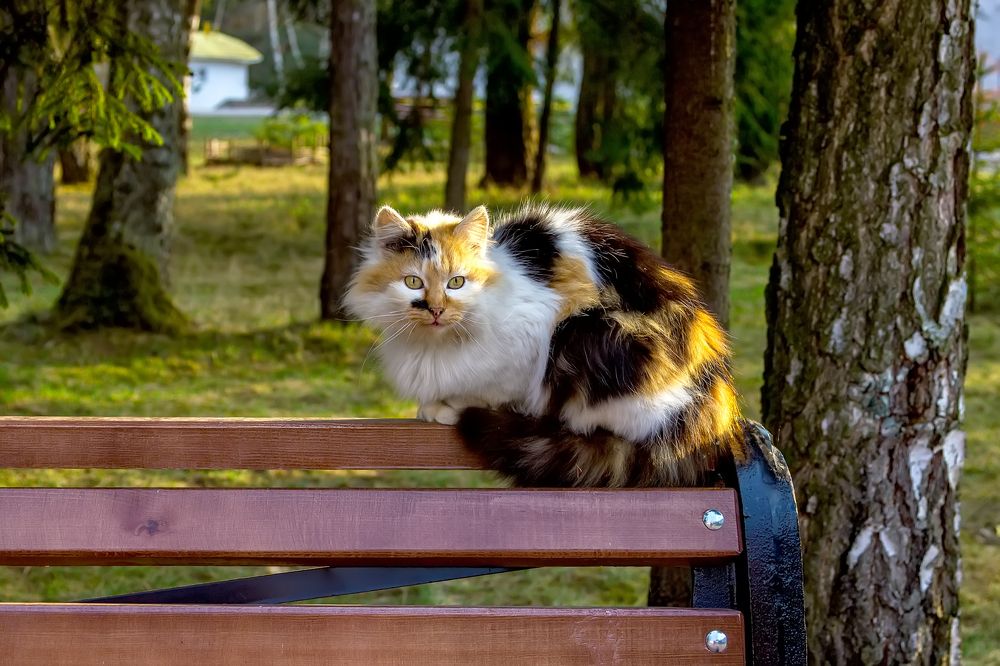 Photograph by Клясюк Галина