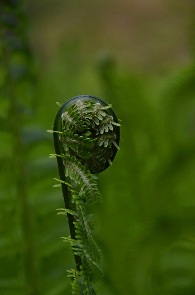 Photograph by Ольга Шевцова