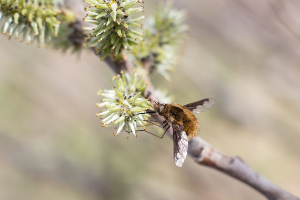 Фотография автора Артём Пышкин