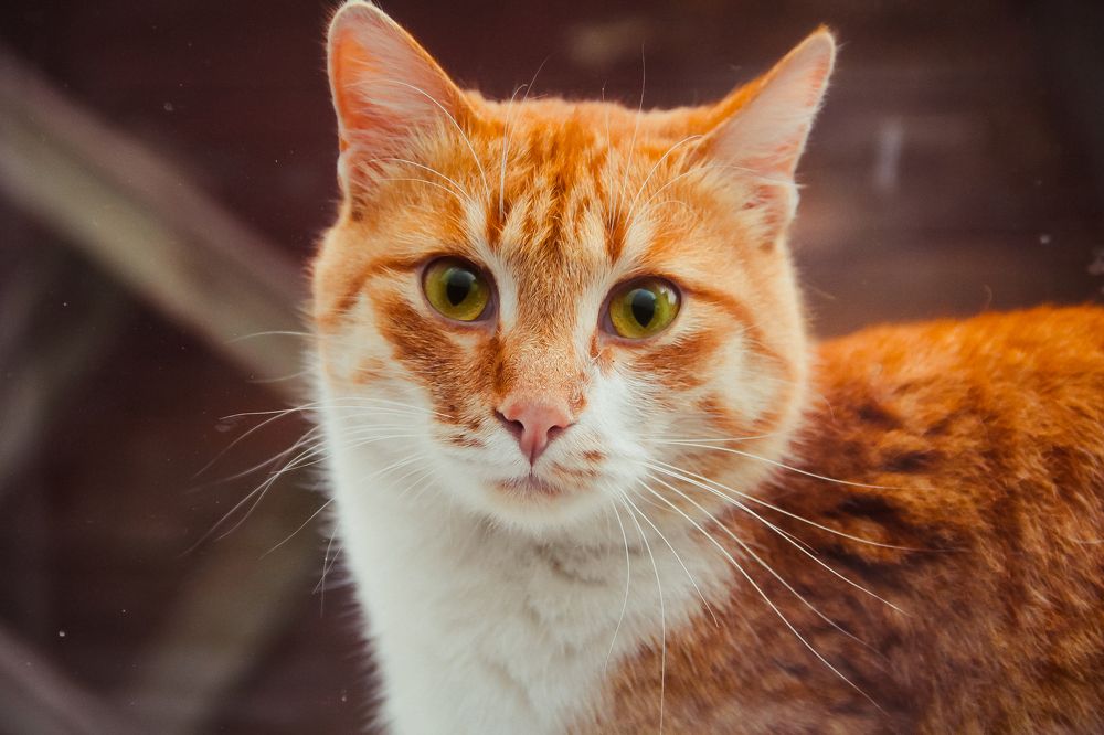 Фотография автора Артём Пышкин