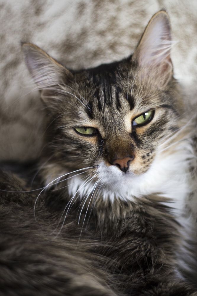 Фотография автора Артём Пышкин