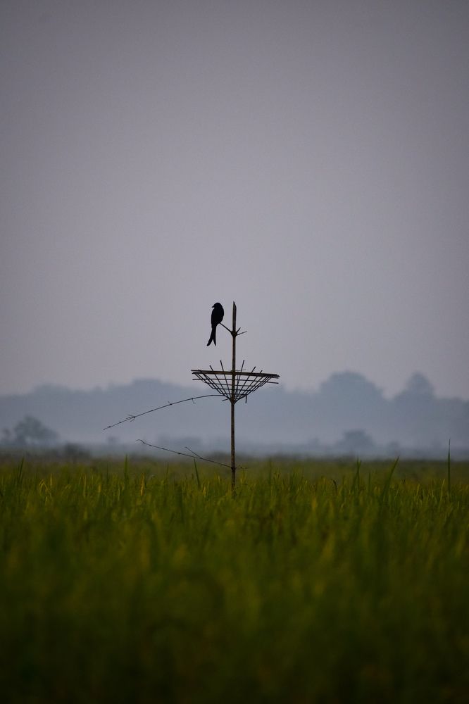 Photograph by Dhrubajyoti Bhattacharyya