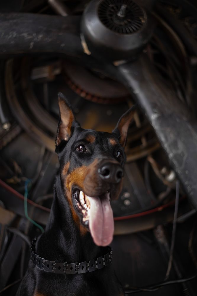 Доберманиха