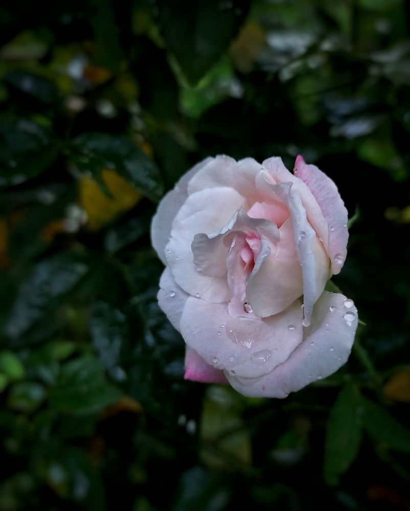 Photograph by Sajan S