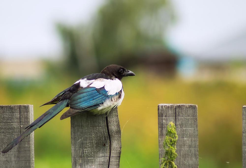 Photograph by Оксана Галлямова