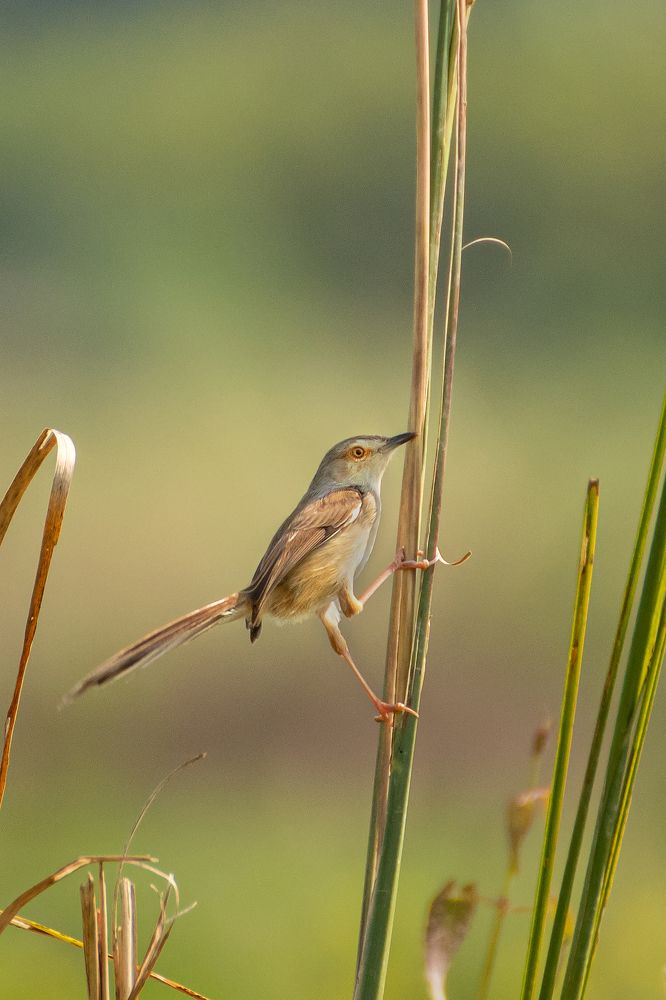 Photograph by saikat chanda