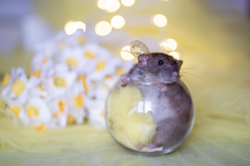 Photograph by Анна Гриневич