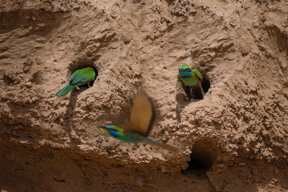 Photograph by salem sultan