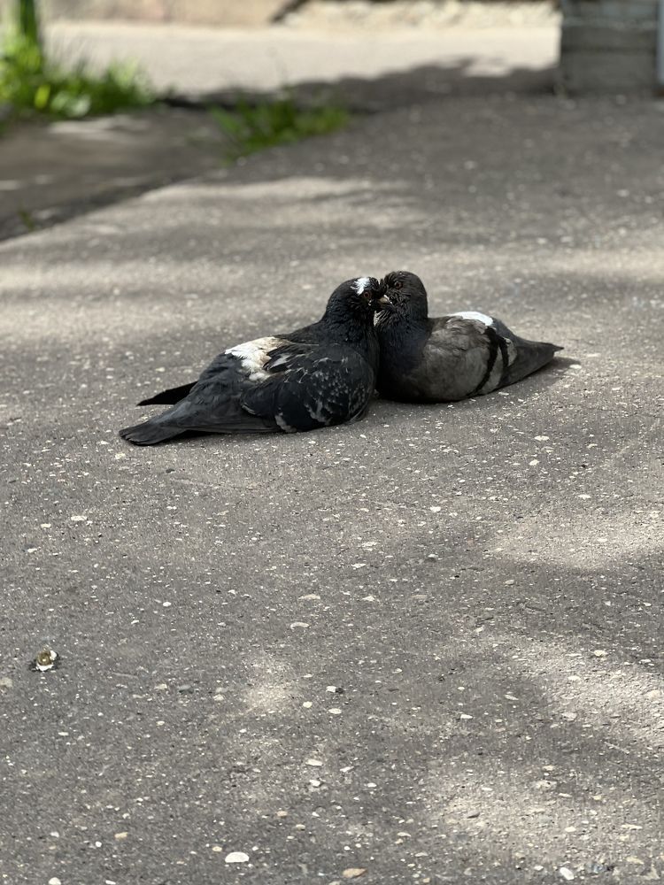 Photograph by Ирина Леванова