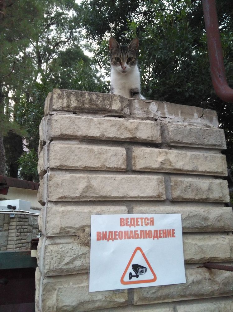 Котонаблюдение