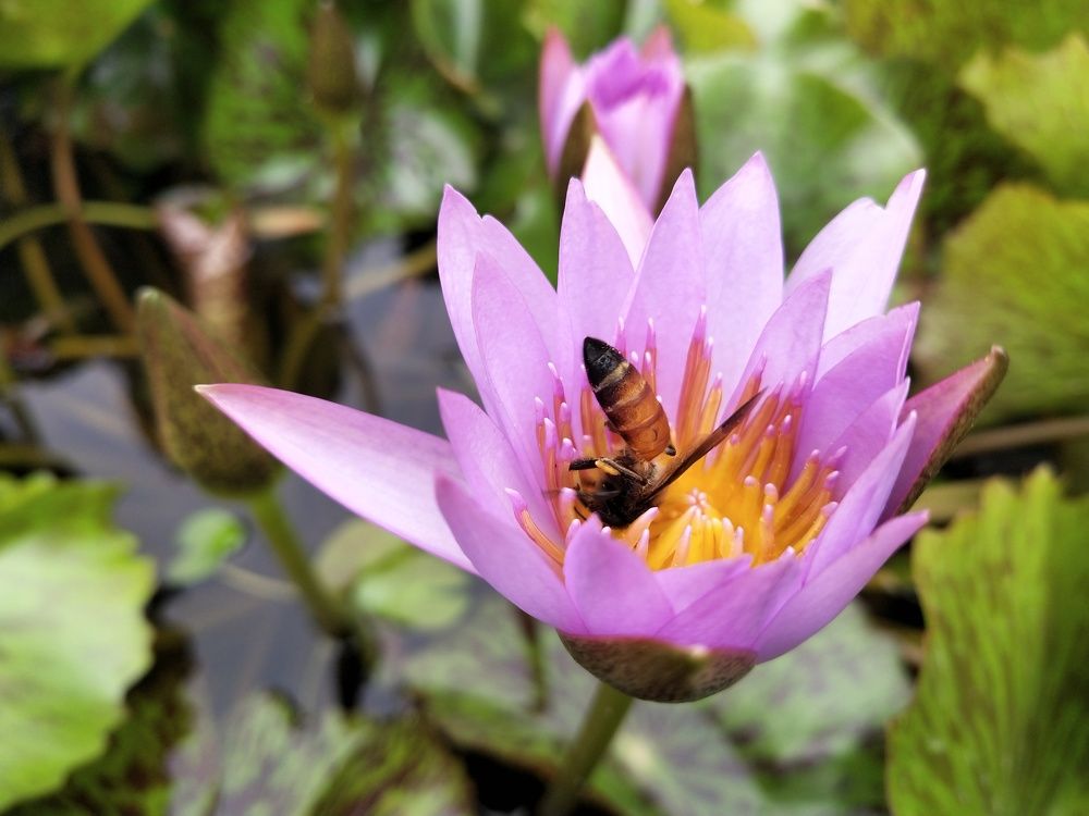 Photograph by Dipayan Debbarma