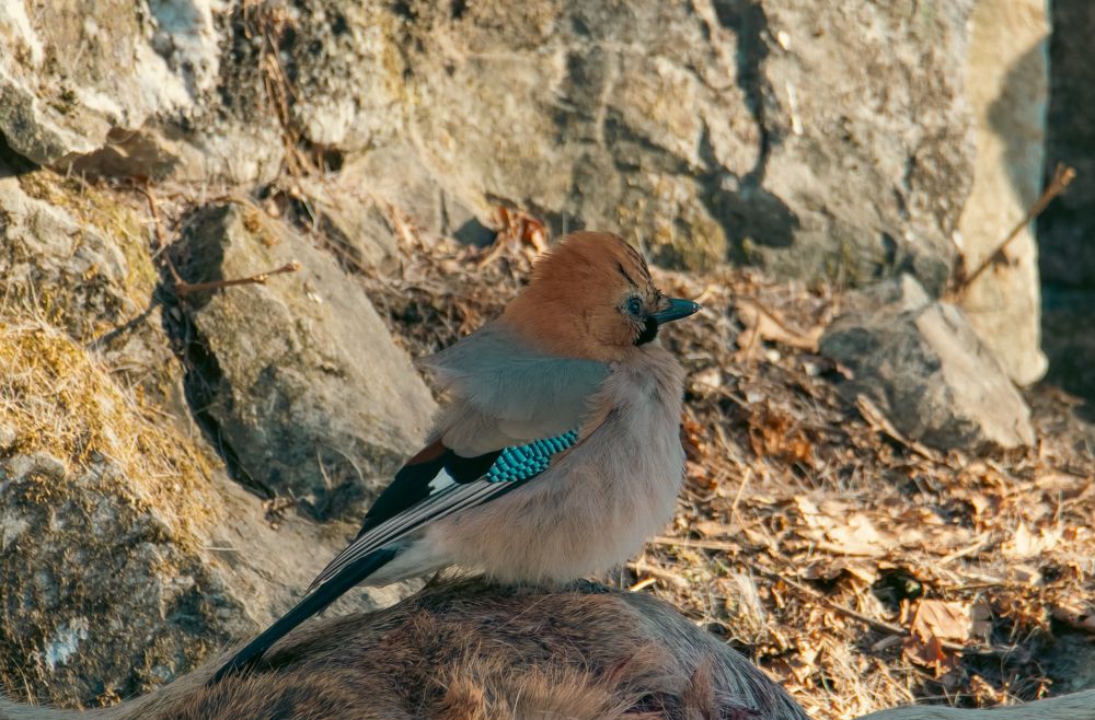 Photograph by Юлия Тельпова