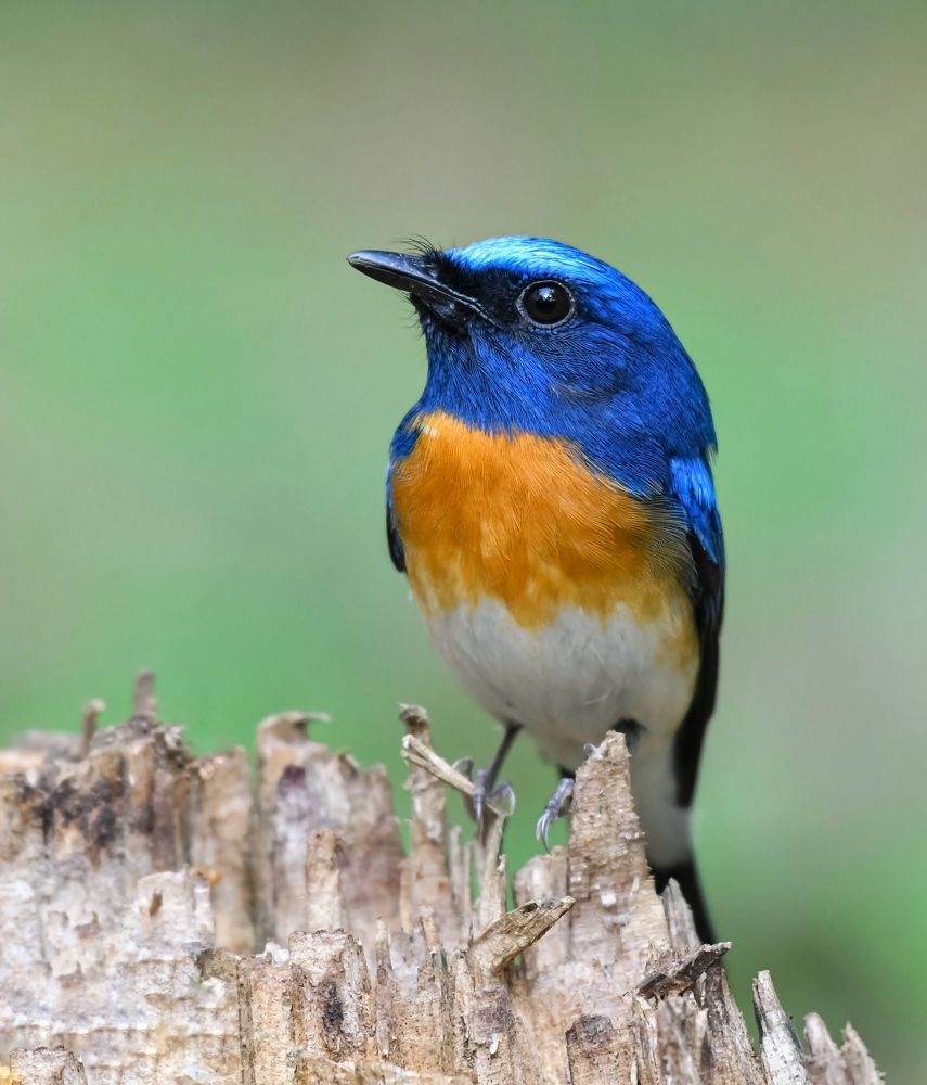 Blue-throated blue flycatcher