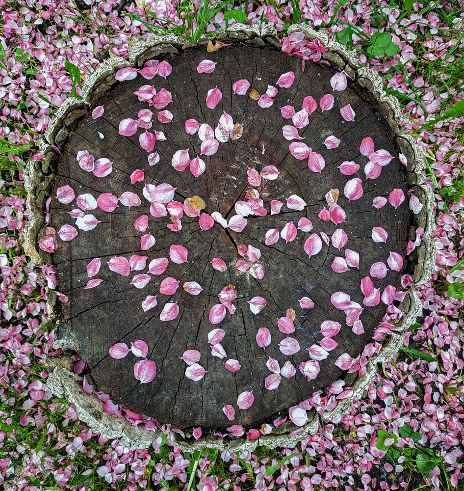 Фотография автора Александр Довганюк