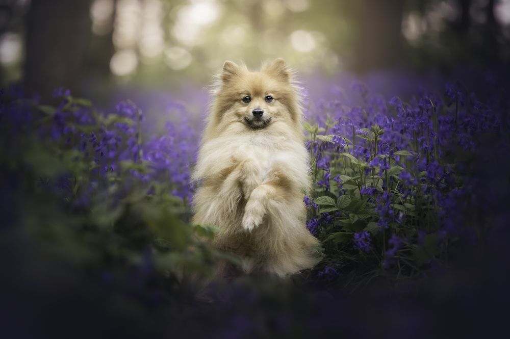 Photograph by Deise de Oliveira