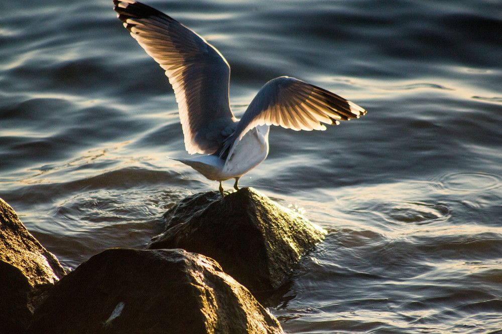 Photograph by Антон