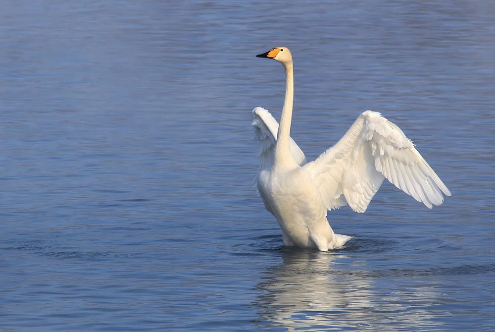 Фотография автора Евгений Печенин