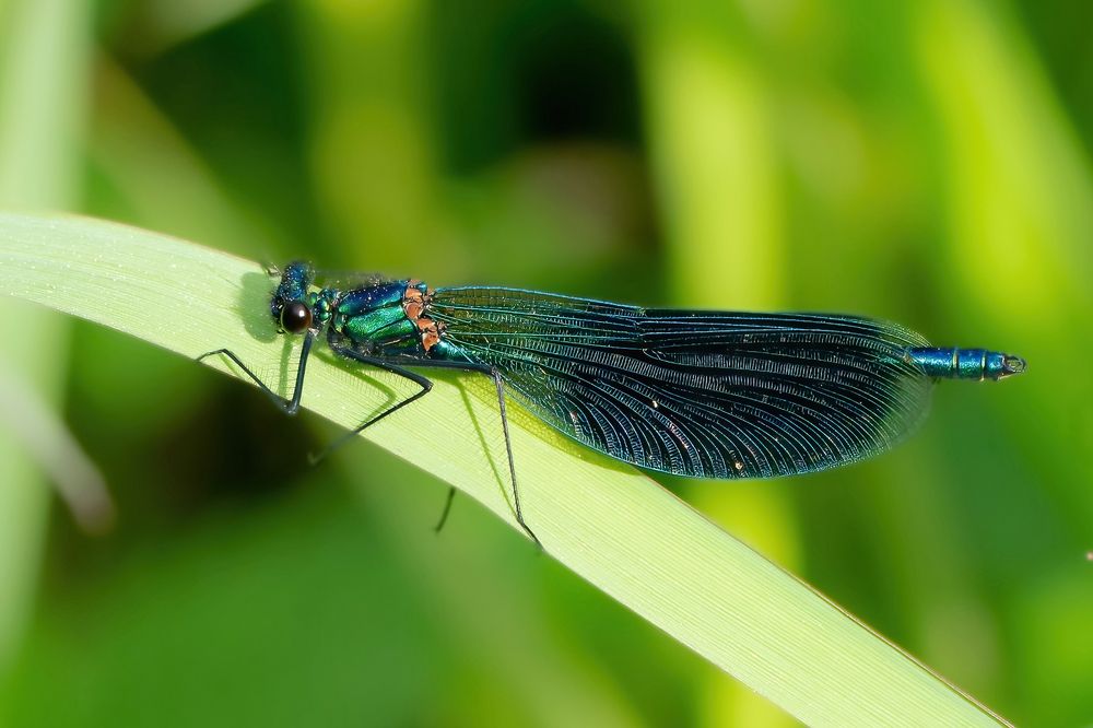 Photograph by Viktor Makarov