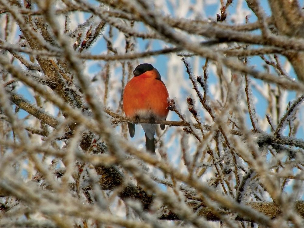 Фотография автора Андрей Шестаков