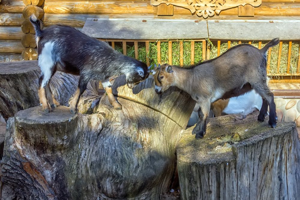 Photograph by Клясюк Галина