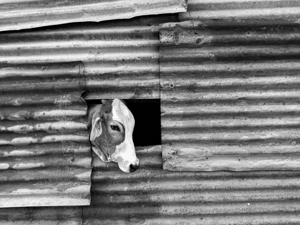 Photograph by AMIT CHAVAN