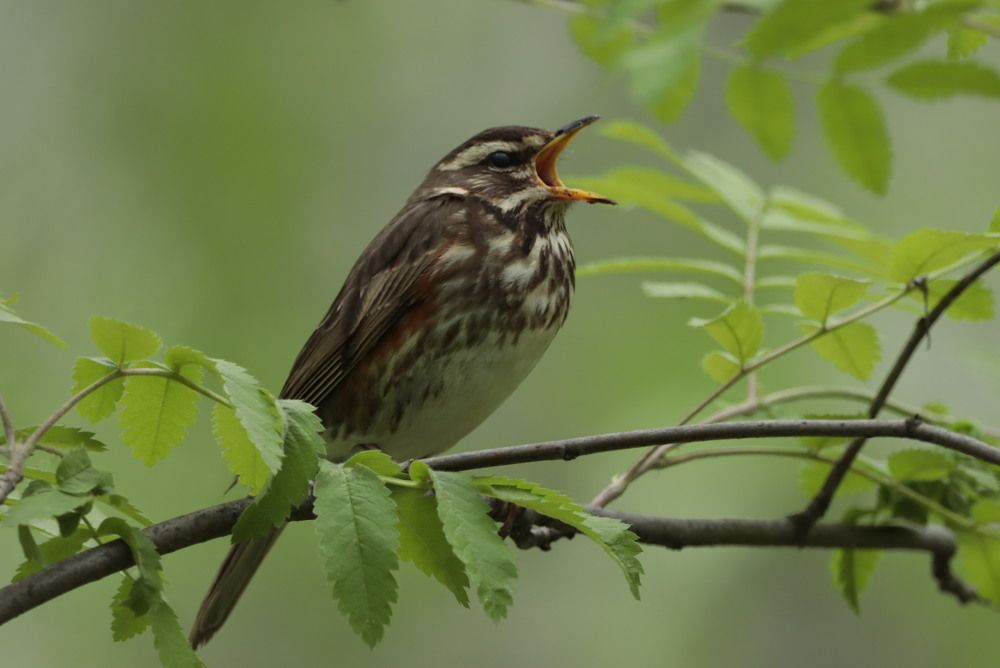 Photograph by Ирина Лисовец