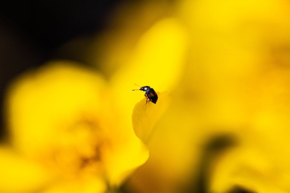 Фотография автора Ирина Гентош