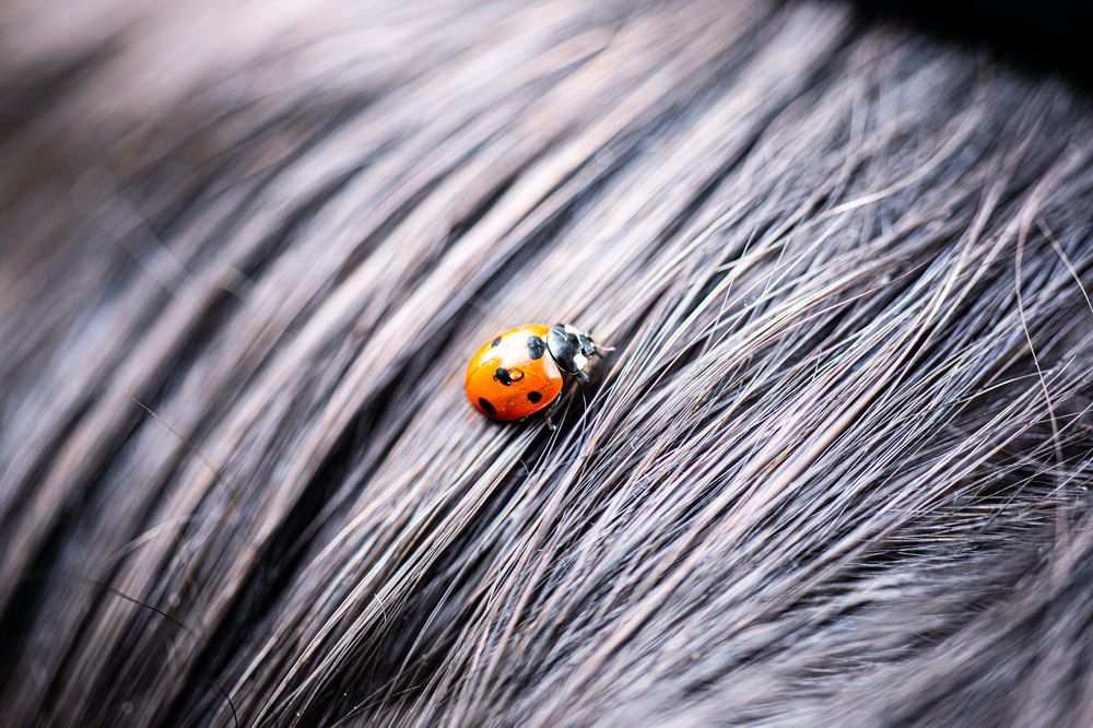 Фотография автора Ирина Гентош